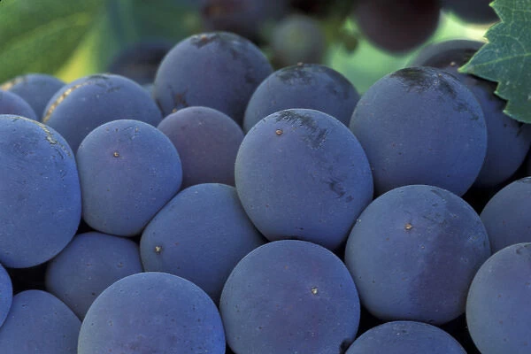 North America, USA, OR, Umatilla County, Seven Hills Vineyard fully ripened Sangiovese