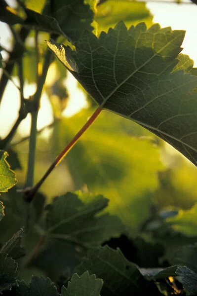 North America, USA, OR, Umatilla County, Seven Hills Vineyard grape leaf detail