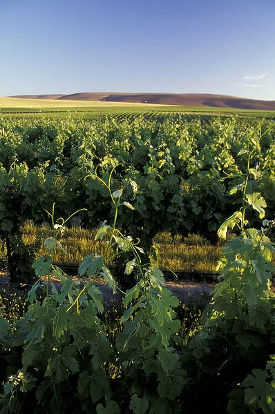 North America, USA, OR, Umatilla County, Seven Hills Vineyard vine and vineyard detail