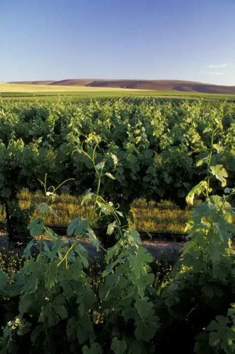 Framed Print : North America, USA, OR, Umatilla County, Seven Hills Vineyard vine and vineyard detail