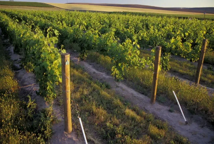 Framed Print : North America, USA, OR, Umatilla County, Seven Hills Vineyard vineyard detail Framed Print : North America, USA, OR, Umatilla County, Seven Hills Vineyard vineyard detail