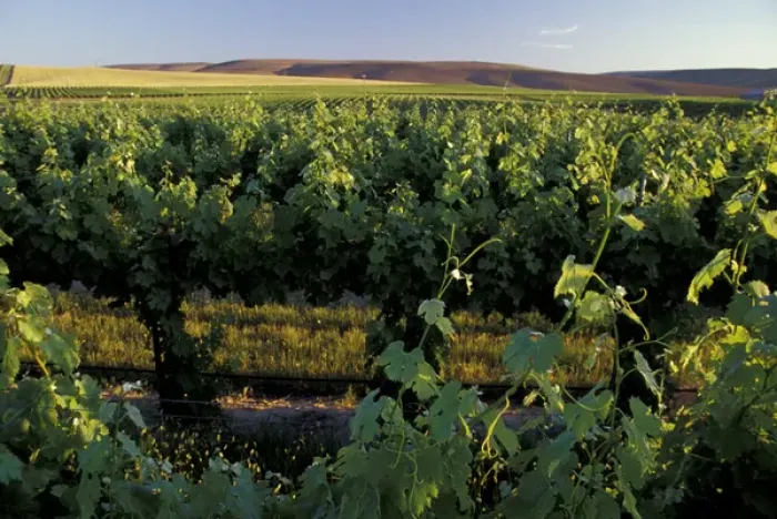 Framed Print : North America, USA, OR, Umatilla County, Seven Hills Vineyard vine and vineyard detail