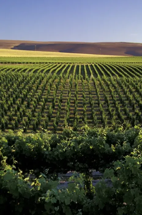 Framed Print : North America, USA, OR, Umatilla County, Seven Hills Vineyard overall vineyard with wheat