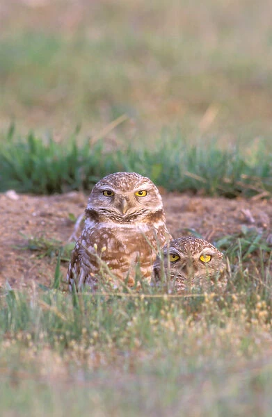North America, USA, Oregon. Burrowing Owls