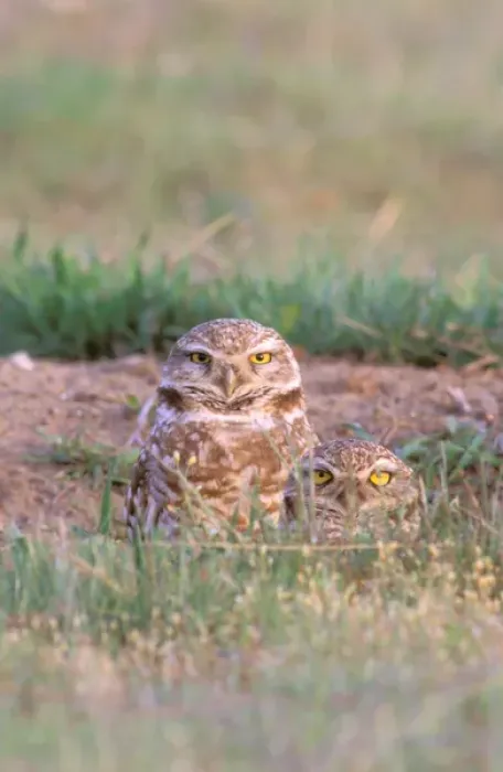 Framed Print : North America, USA, Oregon. Burrowing Owls