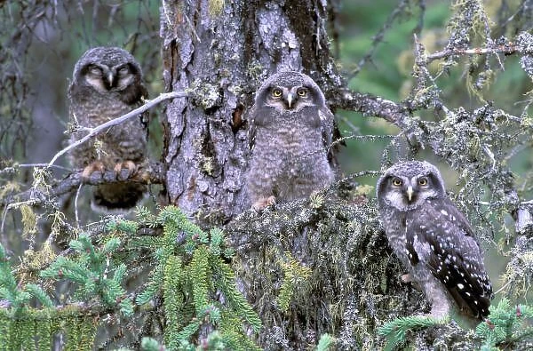 North America, USA, Oregon. Burrowing Owls