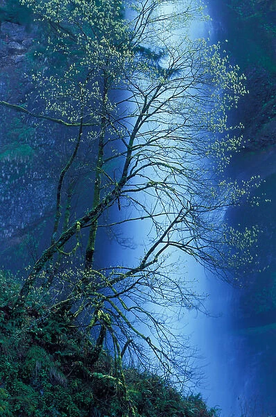 North America; USA; Oregon; Columbia River Gorge Multnomah Falls