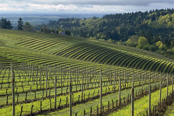 North America, USA, Oregon, Dundee. Spring time in the Bella Vida Pinot Noir vineyards