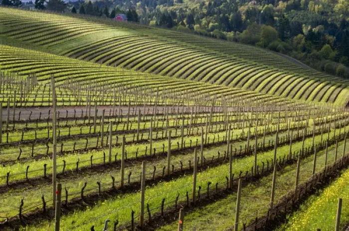Framed Print : North America, USA, Oregon, Dundee. Spring time in the Bella Vida vineyards with Framed Print : North America, USA, Oregon, Dundee. Spring time in the Bella Vida vineyards with