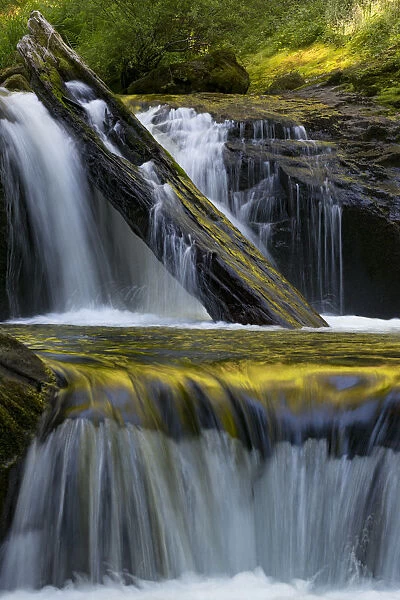 North America, USA, Oregon. Fallen lof and waterfall reflections on Sweet Creek