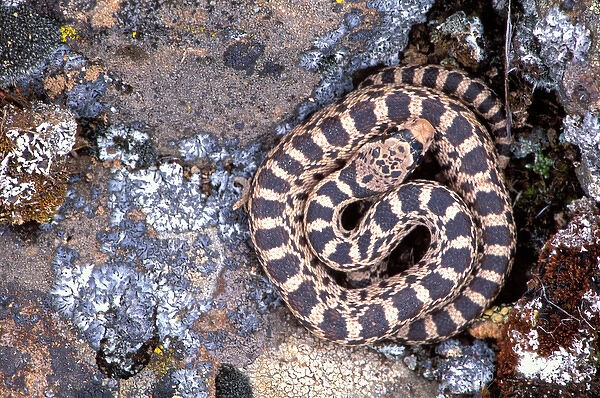 North America; USA; Oregon Gopher Snake