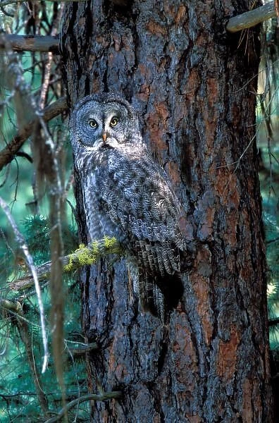 North America; USA; Oregon; La Grande, Great Grey Owl