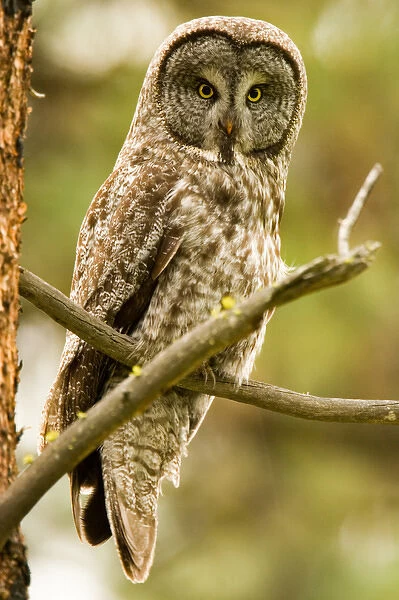 North America; USA; Oregon; La Grande Great Grey Owl