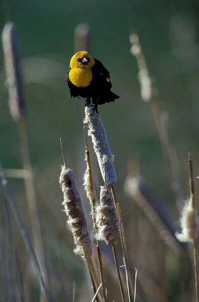 North America, USA, Oregon, Malheur National Wildlife Reserve. Yellow-headed blackbird