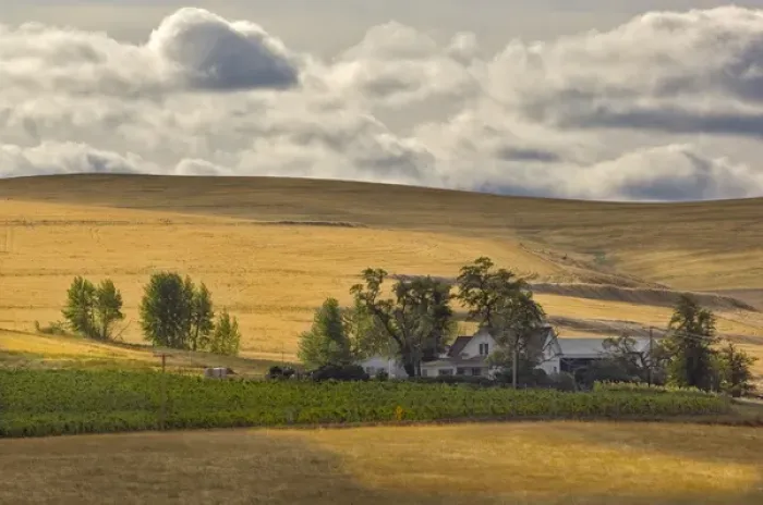 Framed Print : North America, USA, Oregon, Milton Freewater. Zerba vineyard on old Cockburn farm