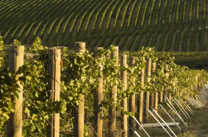 Framed Print : North America, USA, Oregon, Milton Freewater. Seven Hills Vineyard rows Framed Print : North America, USA, Oregon, Milton Freewater. Seven Hills Vineyard rows
