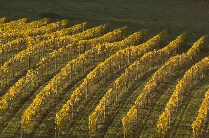 Framed Print : North America, USA, Oregon, Newberg. Aramenta Cellars vineyard called Ribbon