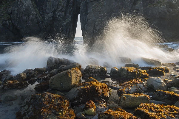 North America, USA, Oregon. Ocean spray over lichen covered rocks at arch, Harris Beach State Park