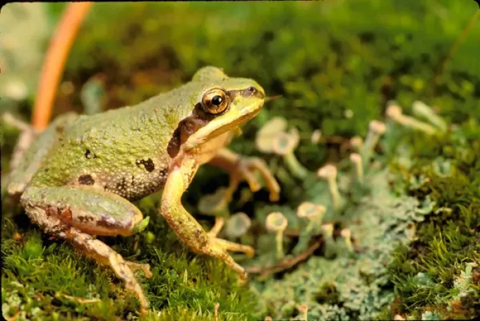 Framed Print : North America, USA, Oregon. Pacific Tree Frog Framed Print : North America, USA, Oregon. Pacific Tree Frog