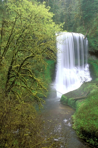 North America, USA, Oregon, Silver Falls State Park. Middle North Falls and North