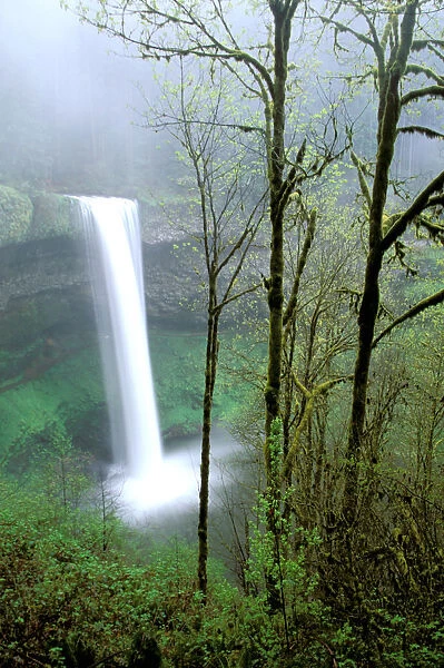North America, USA, Oregon, Silver Falls State Park. South Falls drops 177 feet