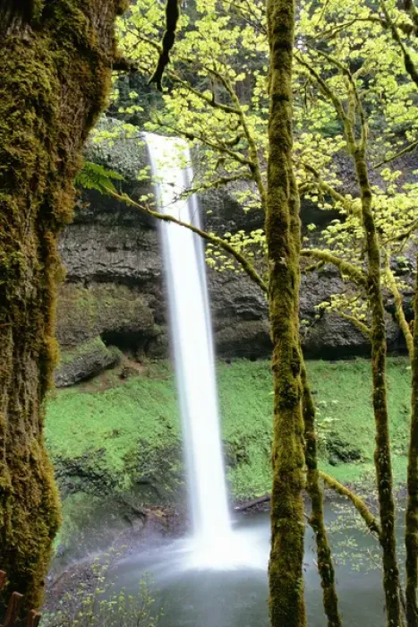 Framed Print : North America, USA, Oregon, Silver Falls State Park. South Silver Falls Framed Print : North America, USA, Oregon, Silver Falls State Park. South Silver Falls