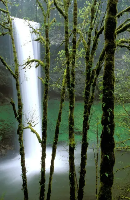 Framed Print : North America, USA, Oregon, Silver Falls State Park. South Falls drops 177 feet Framed Print : North America, USA, Oregon, Silver Falls State Park. South Falls drops 177 feet