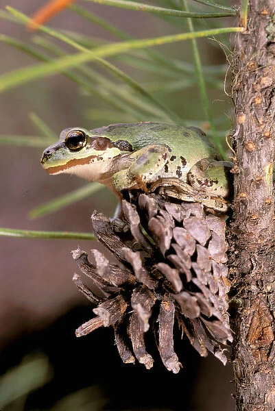 North America, USA, Oregon, Umatilla National Forest. Pacific Tree Frog (Pseudacris
