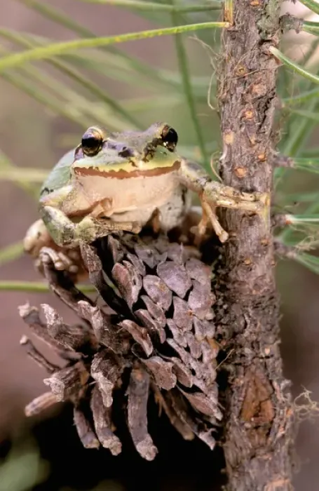 Framed Print : North America, USA, Oregon, Umatilla National Forest. Pacific Tree Frog (Pseudacris Framed Print : North America, USA, Oregon, Umatilla National Forest. Pacific Tree Frog (Pseudacris