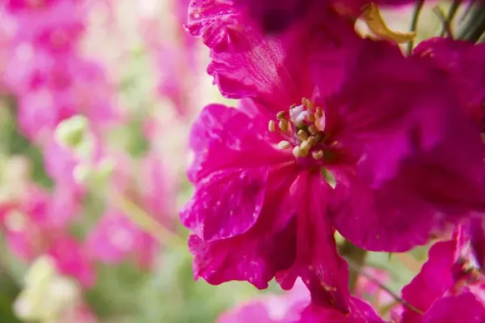 Framed Print : North America, USA, Oregon, Willamette Valley, Larkspur Close up growing in Mass