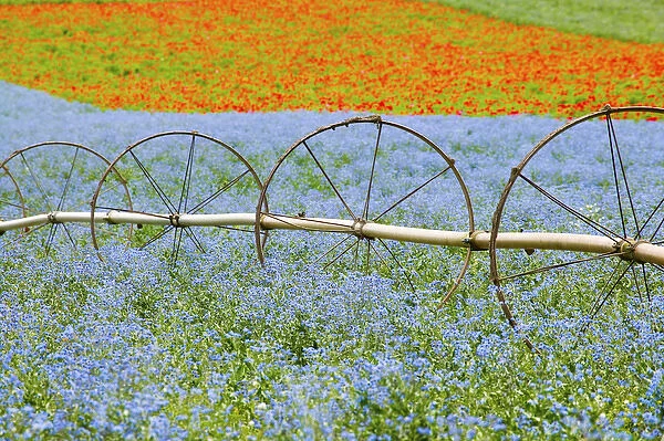 North America, USA, Oregon, Willamette Valley, Water Wheels with Crops of Poppies