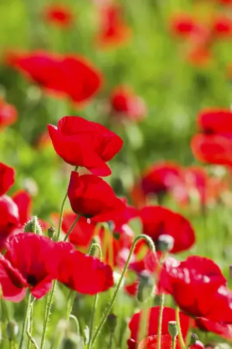 Framed Print : North America, USA, Oregon, Willamette Valley, Shirley Poppies Blooming in Mass Framed Print : North America, USA, Oregon, Willamette Valley, Shirley Poppies Blooming in Mass