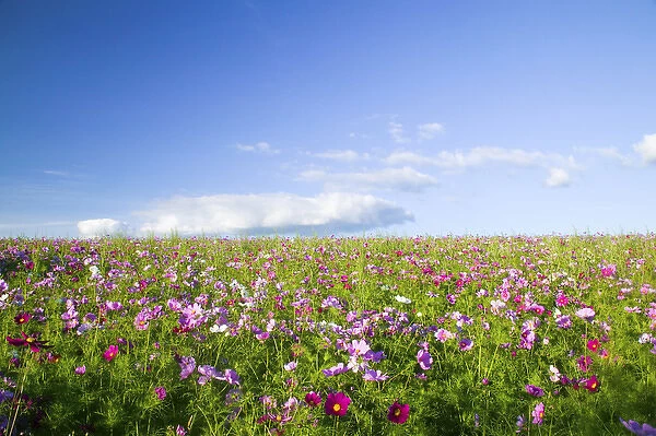 North America, USA, Oregon, Willamette Valley, Cosmos Growing on Hillside with Blue Sky Day