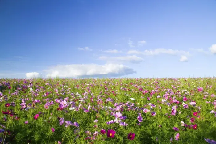 Framed Print : North America, USA, Oregon, Willamette Valley, Cosmos Growing on Hillside with Blue Sky Day