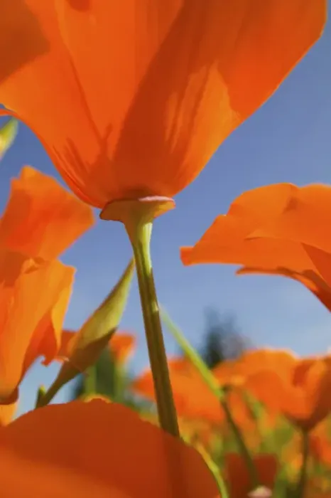 Framed Print : North America, USA, Oregon, Willamette Valley, Close UP of California Poppy With Blue Sky Framed Print : North America, USA, Oregon, Willamette Valley, Close UP of California Poppy With Blue Sky