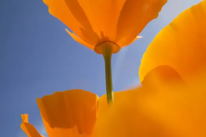 Framed Print : North America, USA, Oregon, Willamette Valley, Close UP of California Poppy With Blue Sky Framed Print : North America, USA, Oregon, Willamette Valley, Close UP of California Poppy With Blue Sky