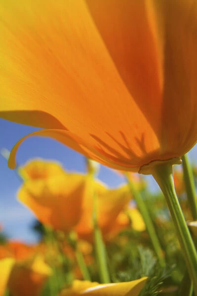 North America, USA, Oregon, Willamette Valley, Close UP of California Poppy With Blue Sky