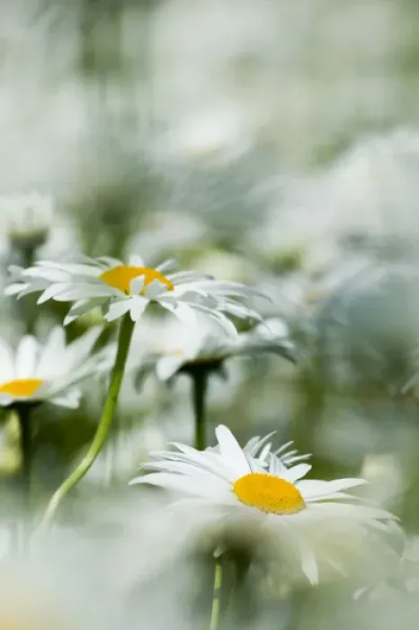 Framed Print : North America, USA, Oregon, Willamette Valley, Selective Focus Dasies blooming in mass
