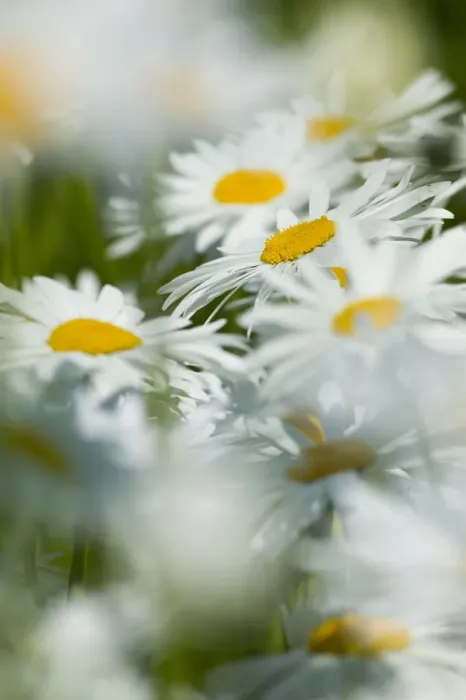 Framed Print : North America, USA, Oregon, Willamette Valley, Selective Focus Dasies blooming in mass