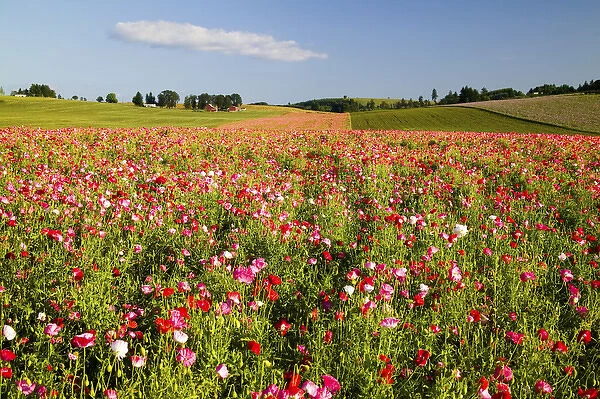 North America, USA, Oregon, Willamette Valley, Cosmos Field in Bloom with Lone Cloud