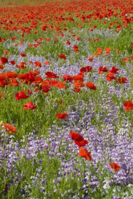 Framed Print : North America, USA, Oregon, Willamette Valley, Poppies and Wildflowers