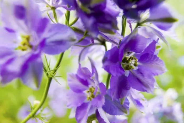 Framed Print : North America, USA, Oregon, Willamette Valley, Larkspur Close up growing in Mass Framed Print : North America, USA, Oregon, Willamette Valley, Larkspur Close up growing in Mass
