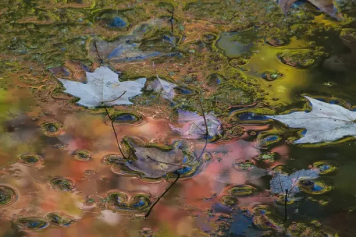 Framed Print : North America, USA, Pennsylvania. Autumn reflections and colorful abstract designs on Hidden Lake