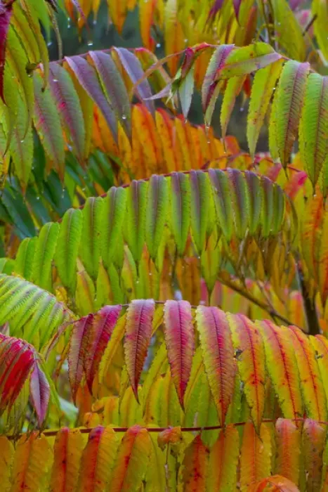 Framed Print : North America, USA, Pennsylvania. Autumn neon colors of Staghorn Sumac (Rhus typhina)