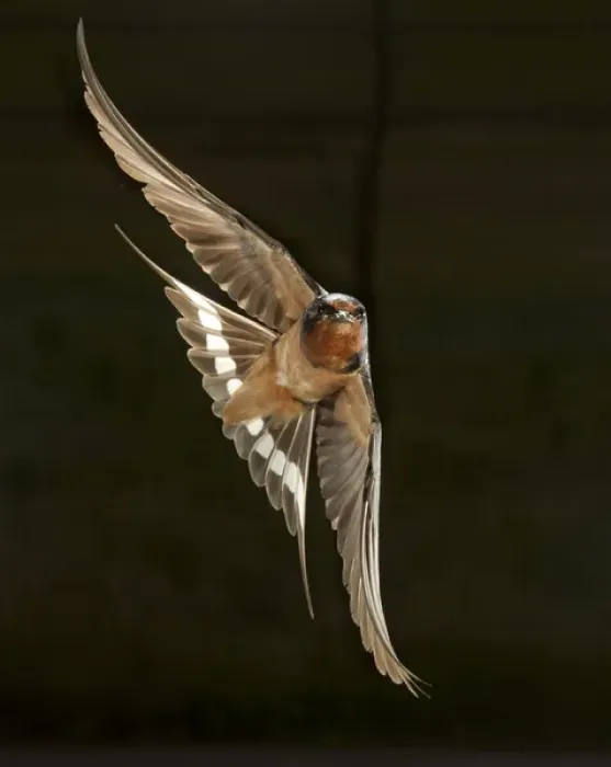 Framed Print : North America, USA, Pennsylvania, Barn Swallow, Hirundo rustica, in flight Framed Print : North America, USA, Pennsylvania, Barn Swallow, Hirundo rustica, in flight