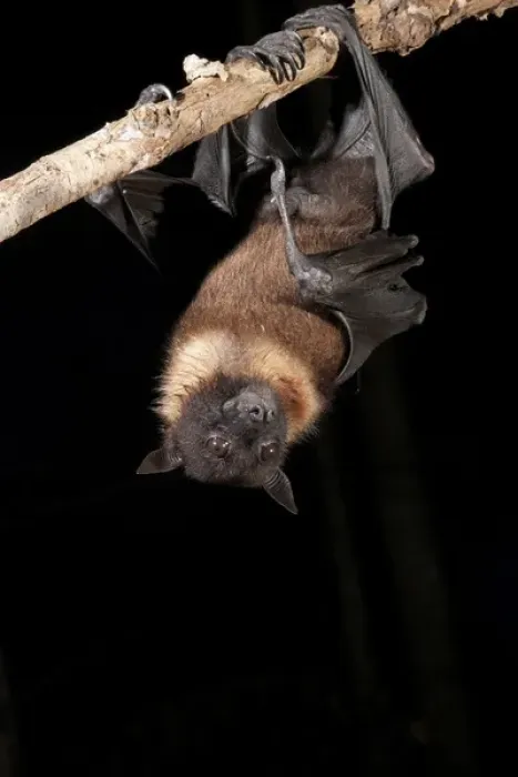 Framed Print : North America, USA, Pennsylvania, Hoothollow, Giant Fruit Bat, Pteropus giganteus, from India Framed Print : North America, USA, Pennsylvania, Hoothollow, Giant Fruit Bat, Pteropus giganteus, from India