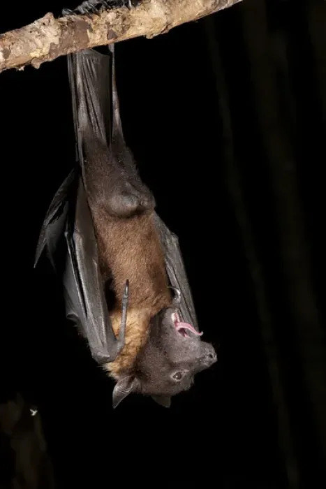 Framed Print : North America, USA, Pennsylvania, Hoothollow, Giant Fruit Bat, Pteropus giganteus, from India