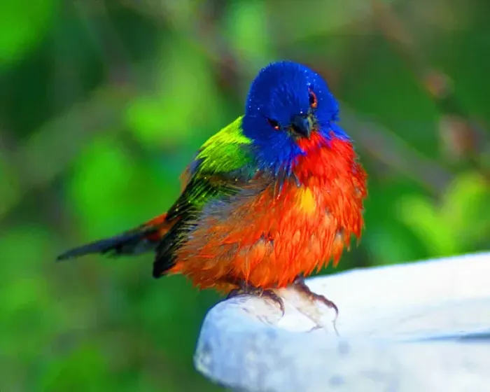 Framed Print : North America, USA, Perplexed painted bunting (male); Immokalee, florida Framed Print : North America, USA, Perplexed painted bunting (male); Immokalee, florida