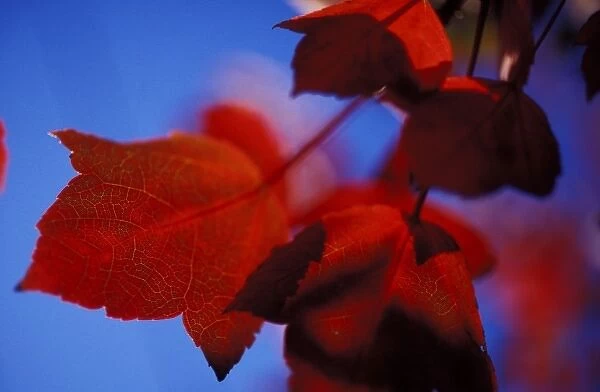 North America, USA, Rhode Island, Providence. Autumn leaves