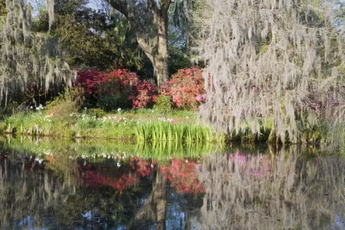 Framed Print : North America, USA, South Carolina, Charleston. Cypress Trees and Azaleas at Magnolia Plantation